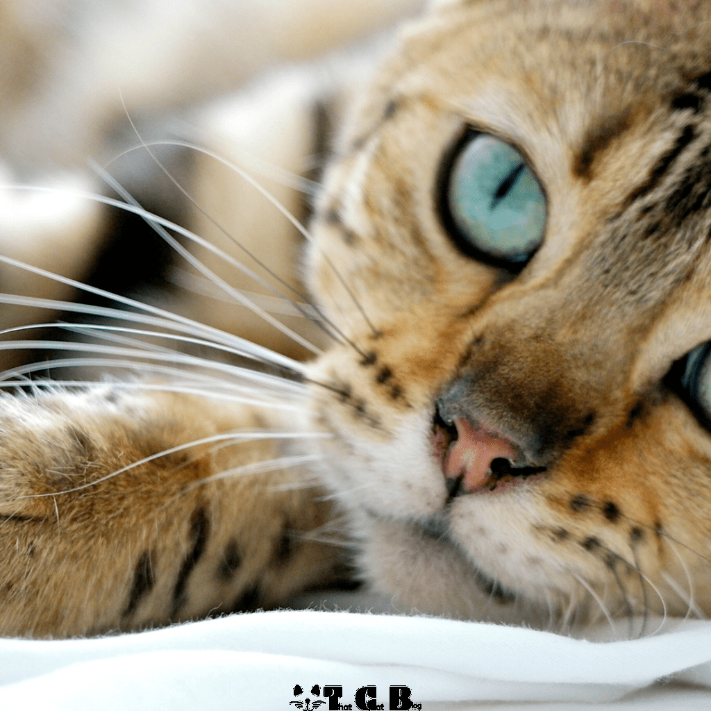 Bengal Cat