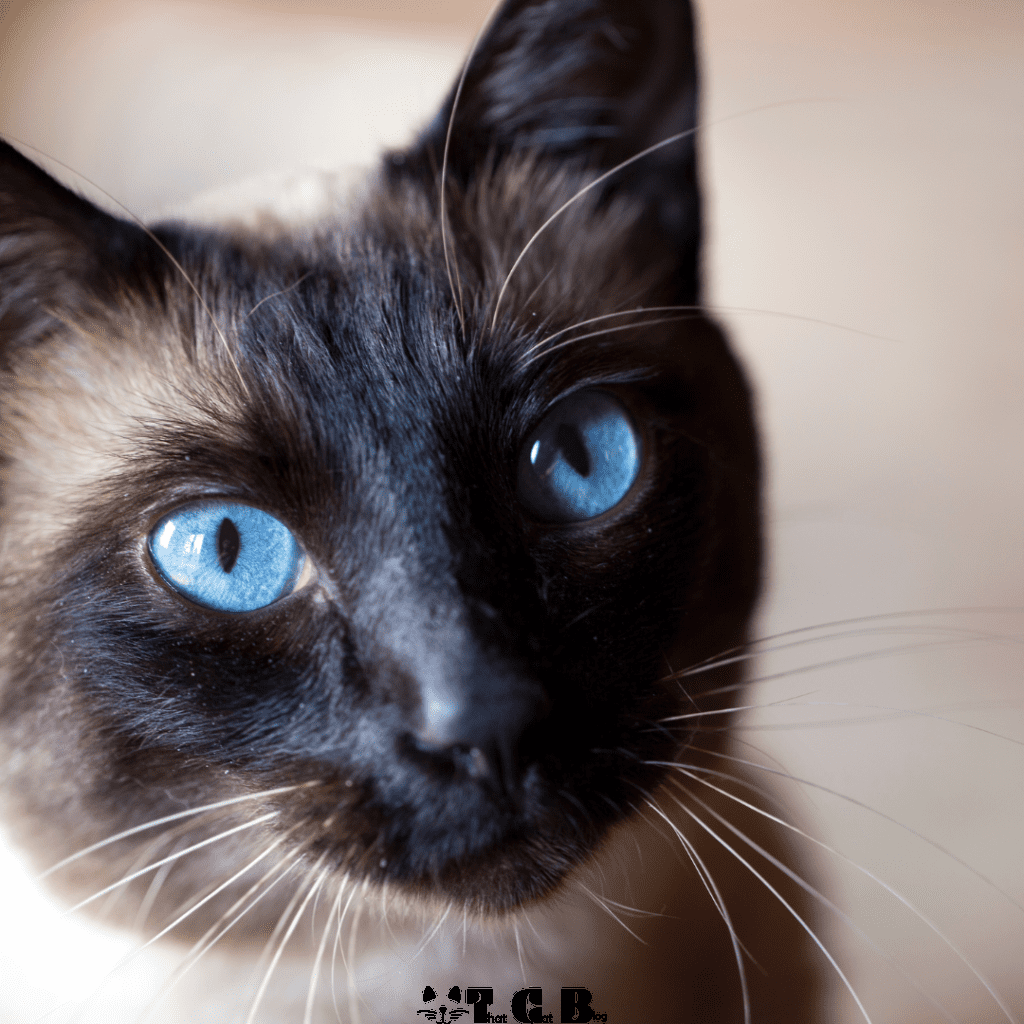 Siamese