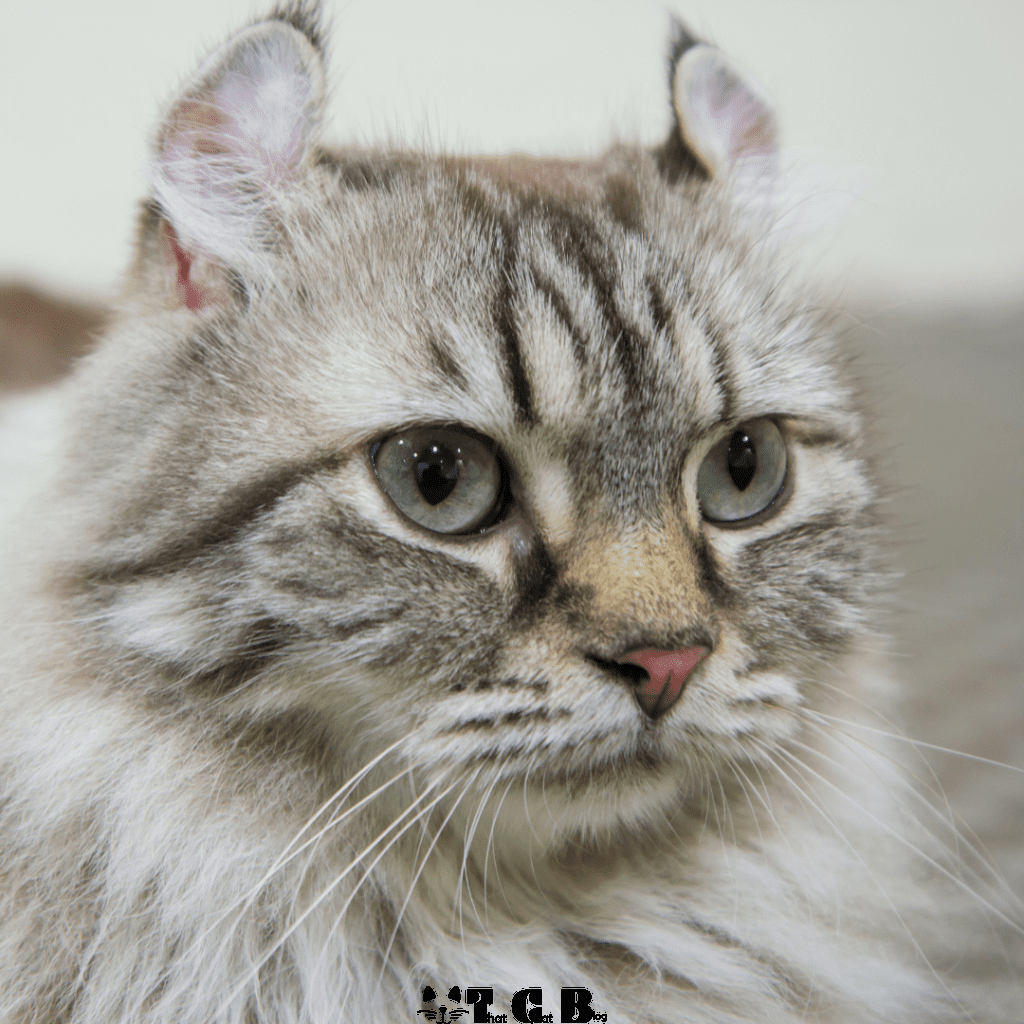 American Curl