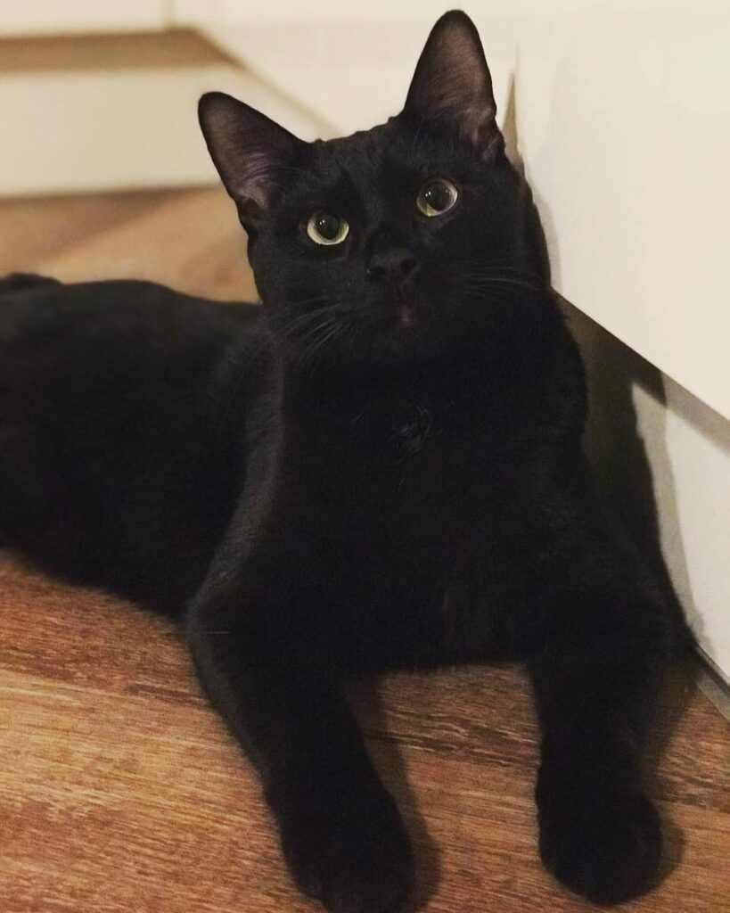 Kurilian Bobtail