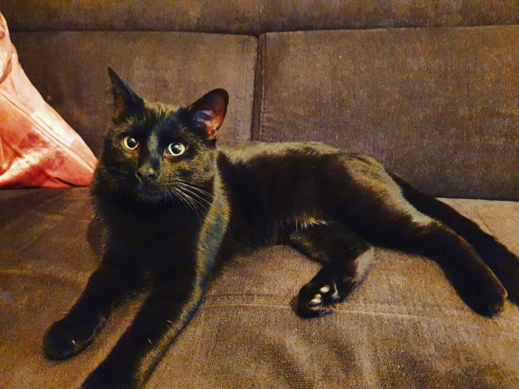 Bengal