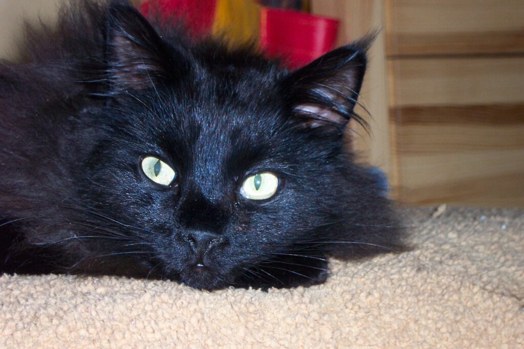 Maine Coon