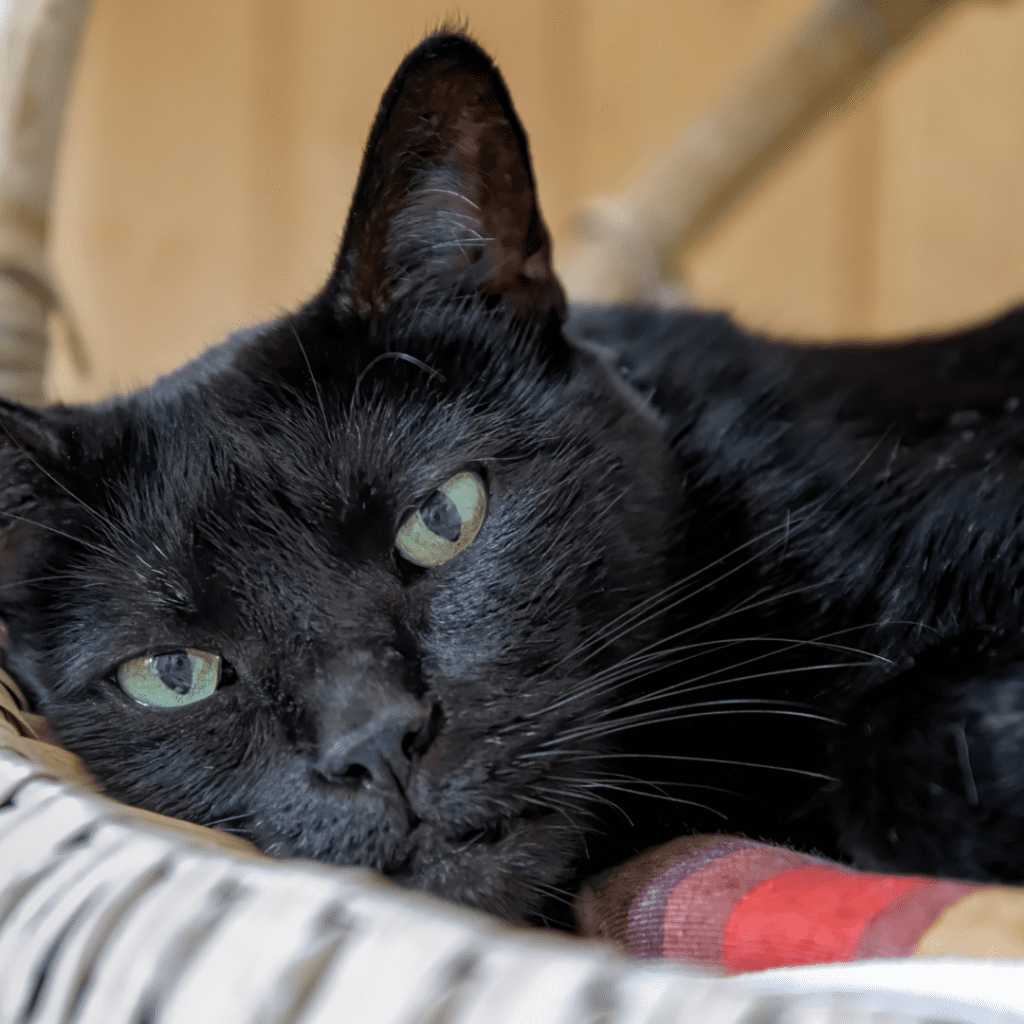 Bombay Cat