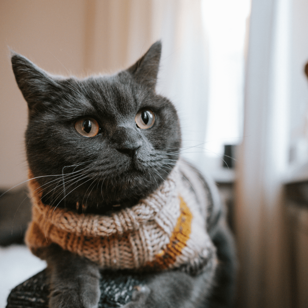 British Shorthair