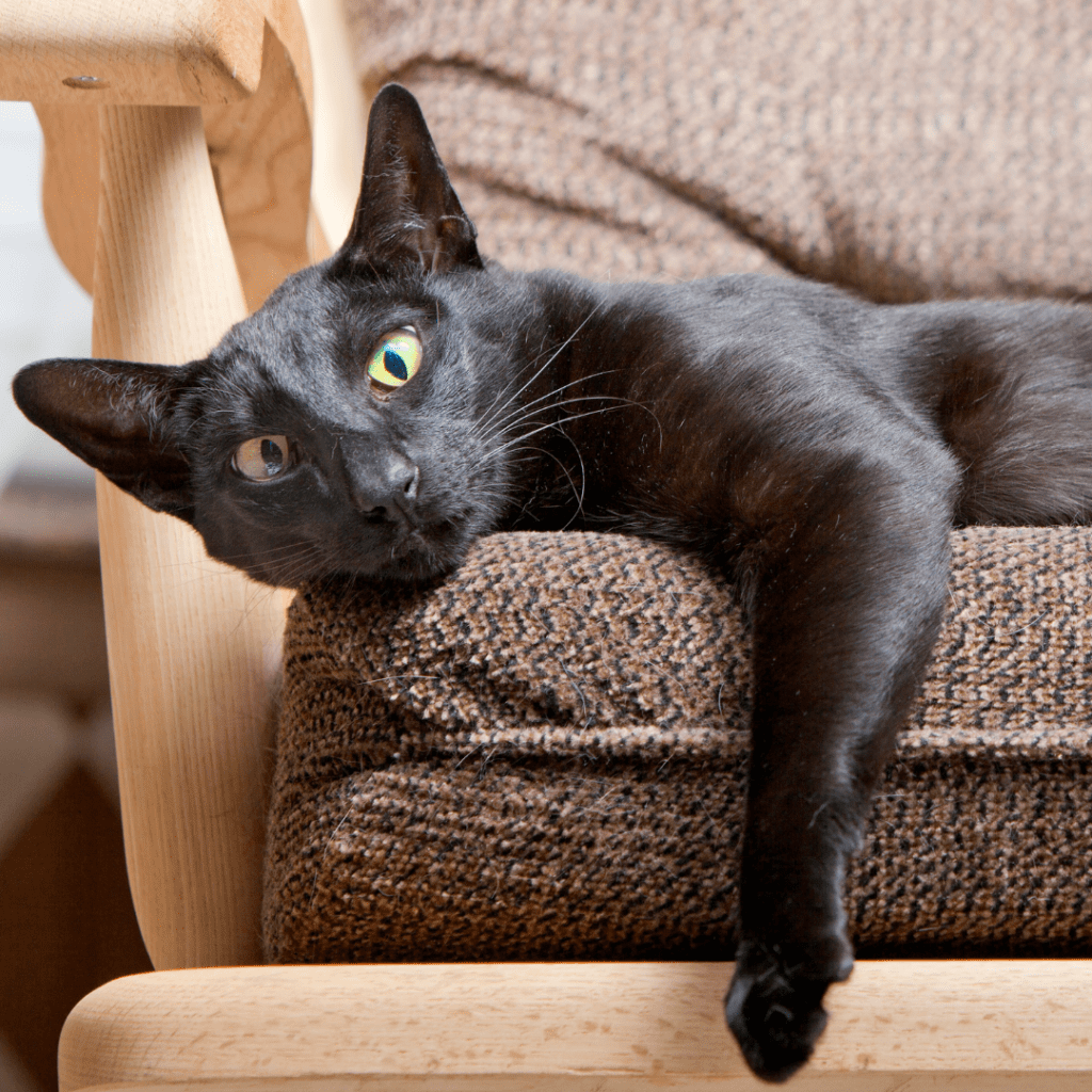 Oriental Shorthair
