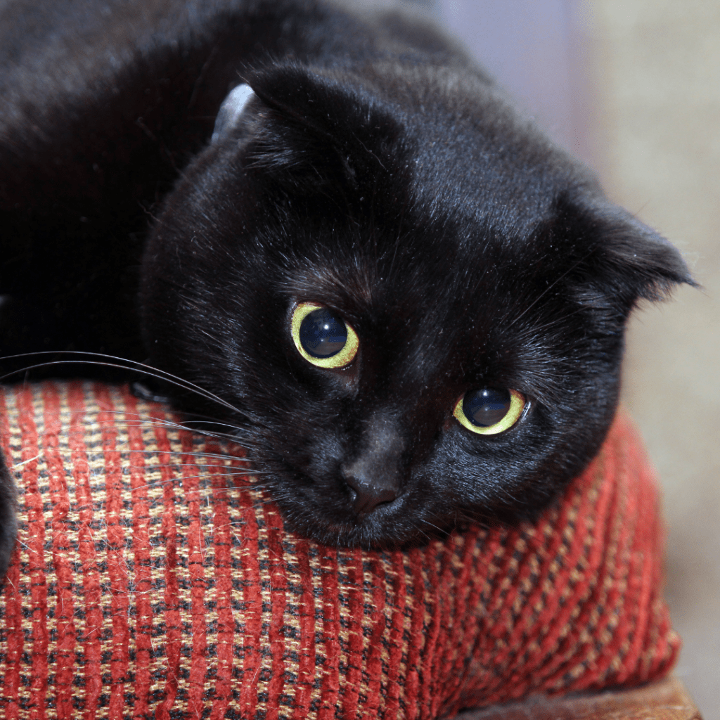 Scottish Fold