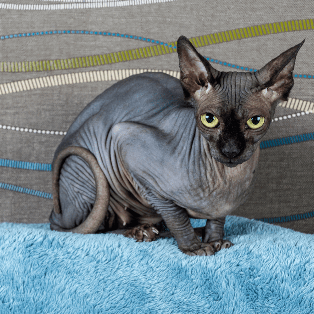 Sphynx