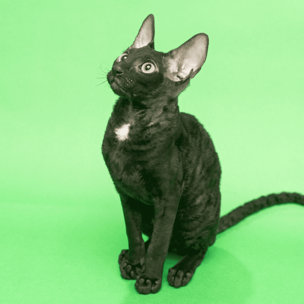 Cornish Rex