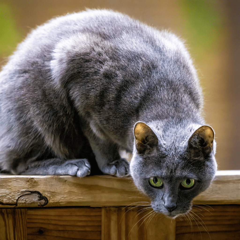 Russian Blue