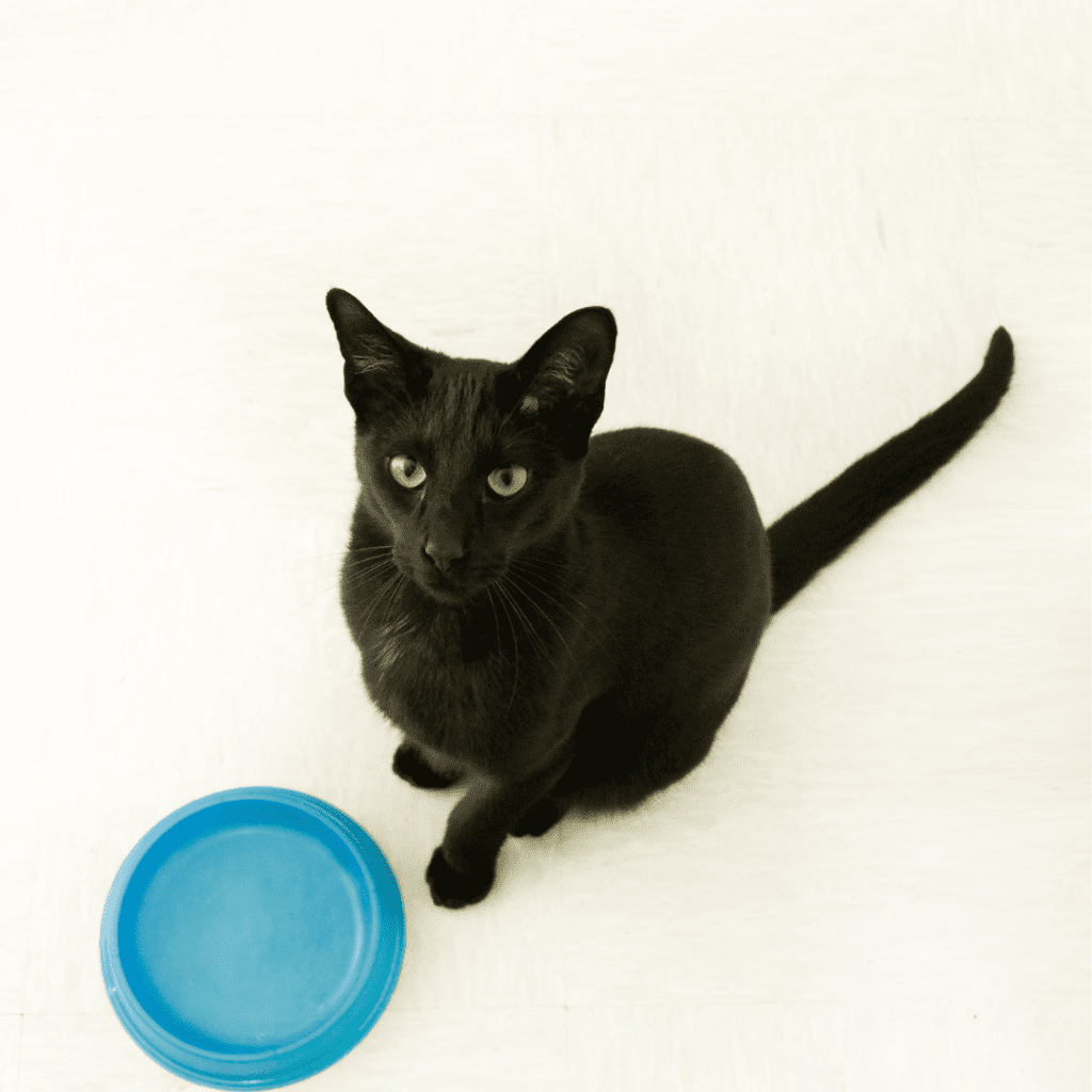Siamese