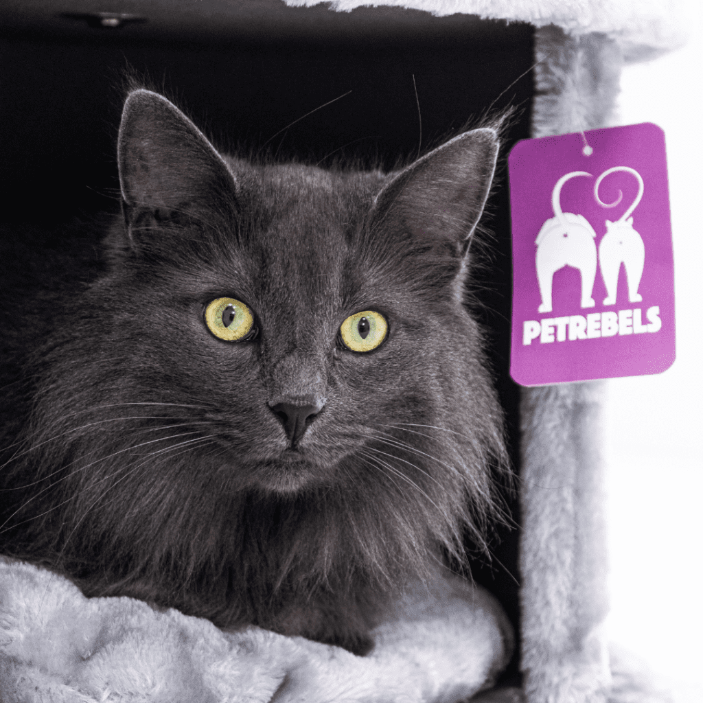 Norwegian Forest Cat