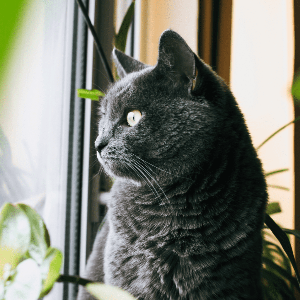 Chartreux