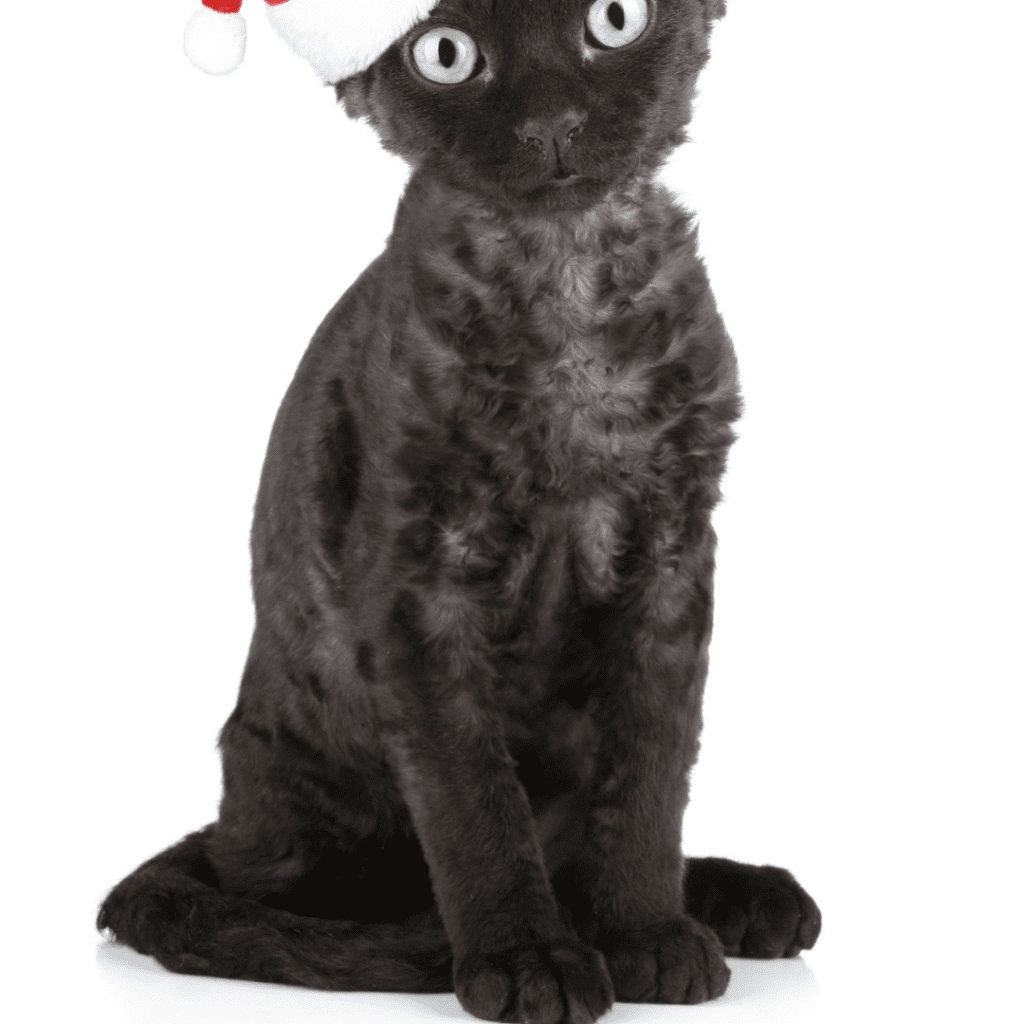 Devon Rex