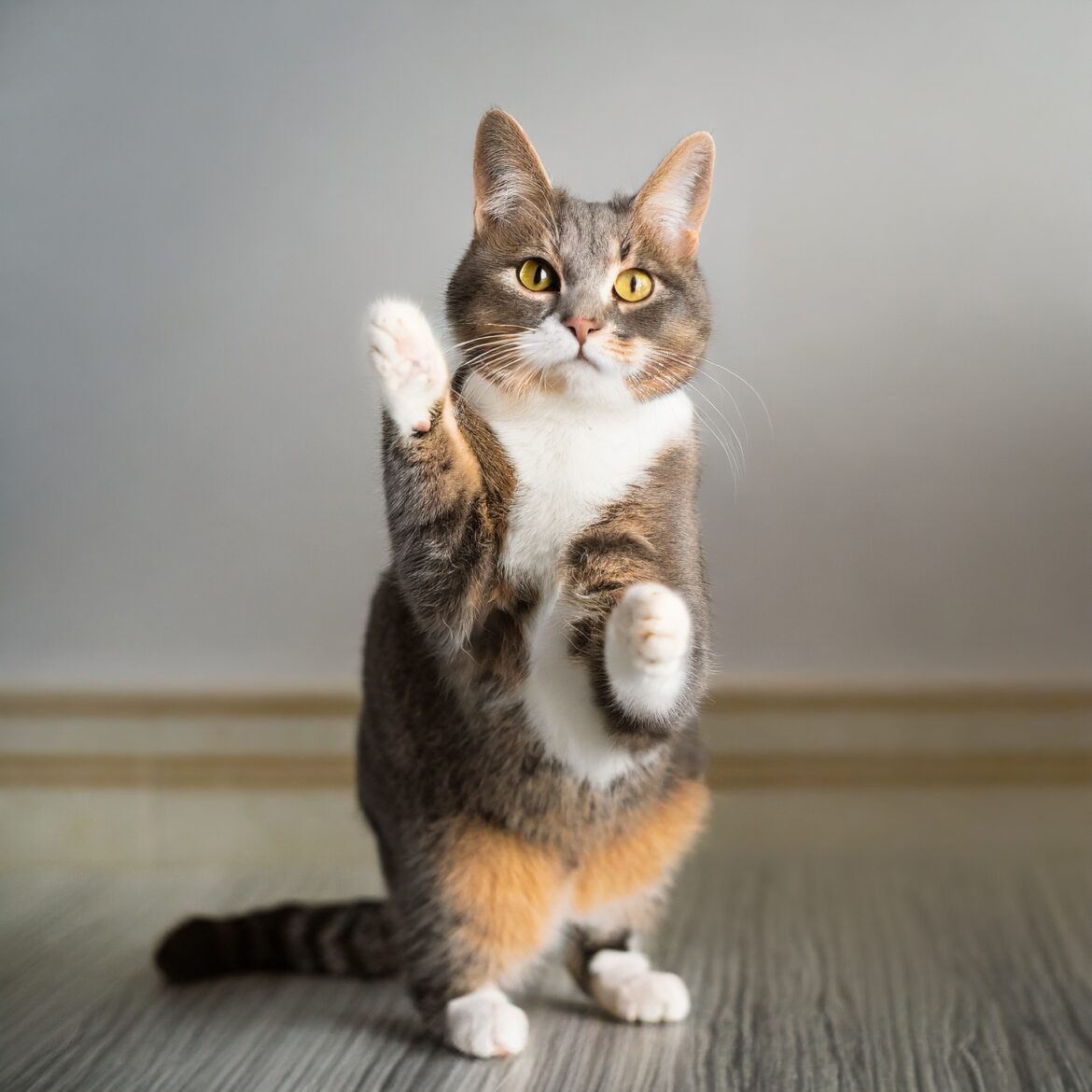 Cabbits: The Ultimate Guide to the Cat-Bunny Hybrid