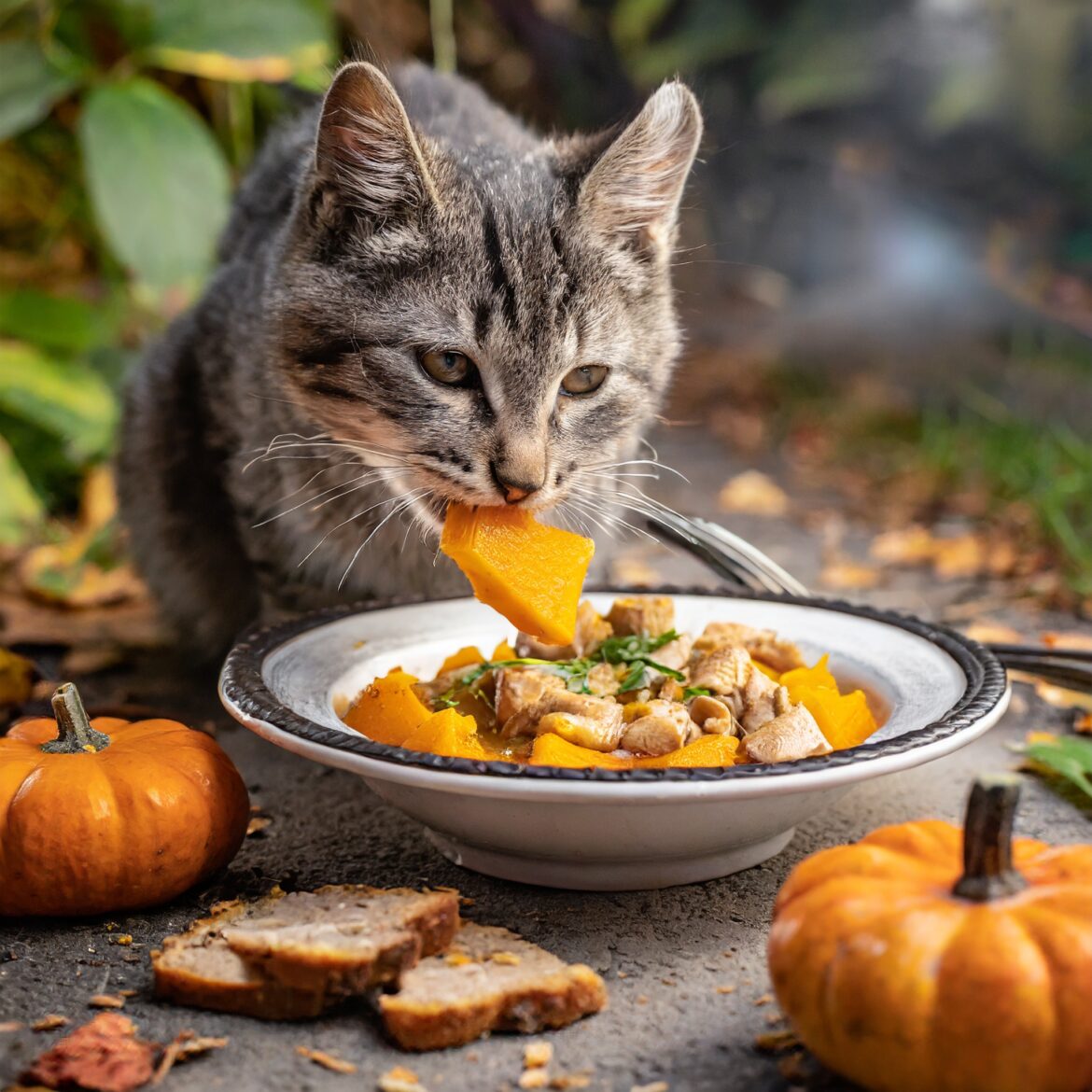homemade cat food to gain weight