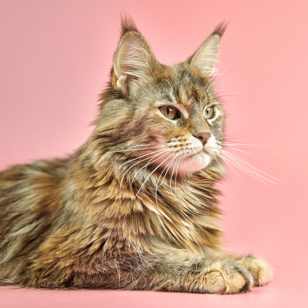 Maine Coon