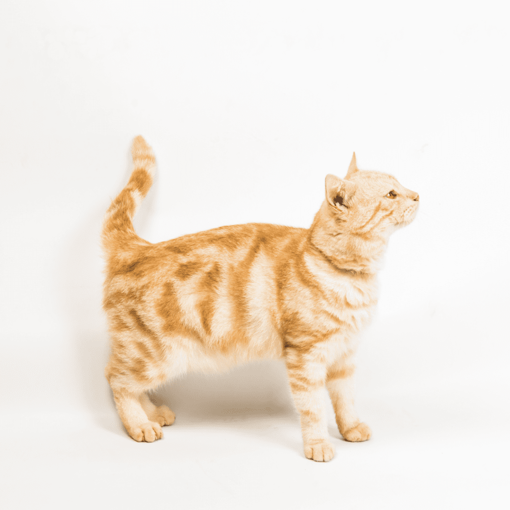 American Shorthair