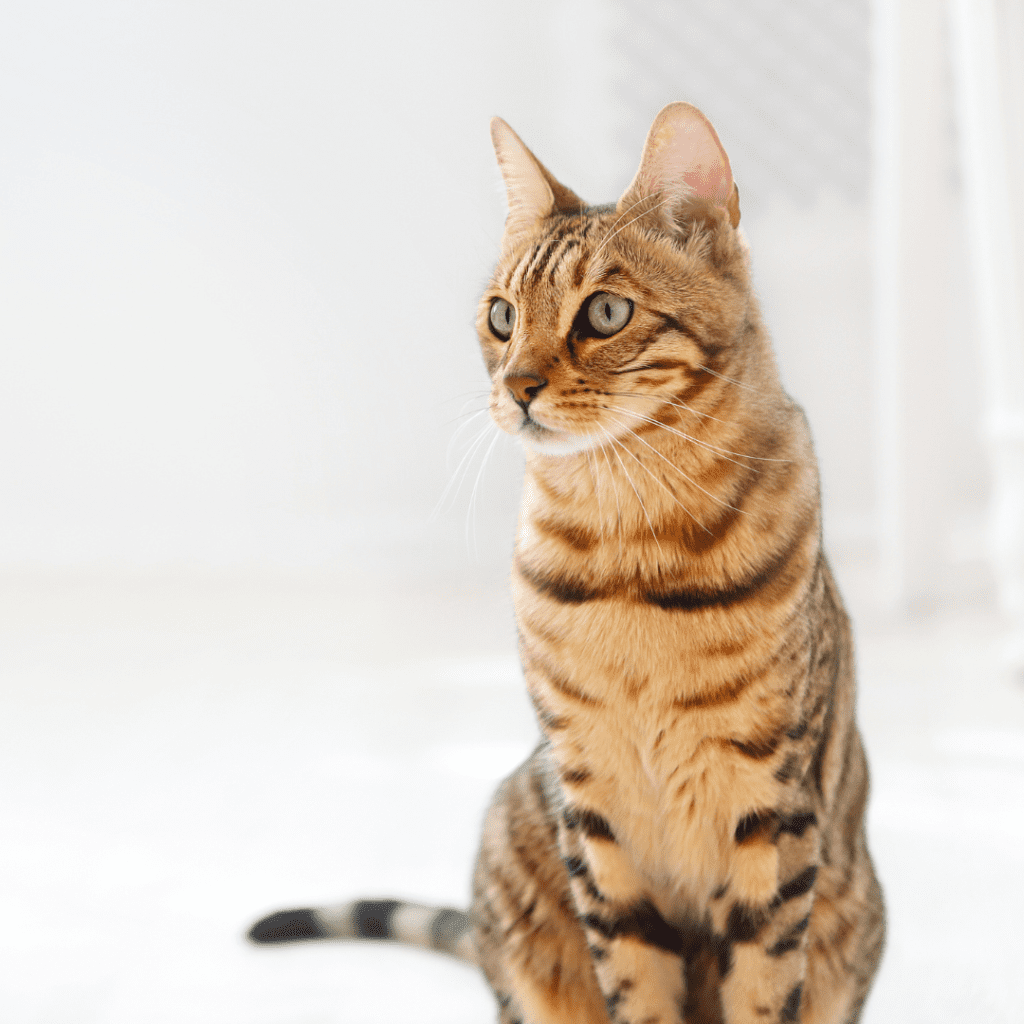 Bengal
