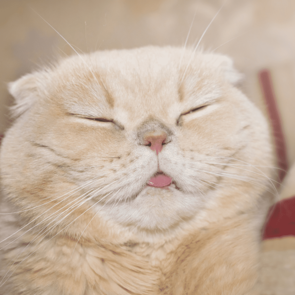 Scottish Fold