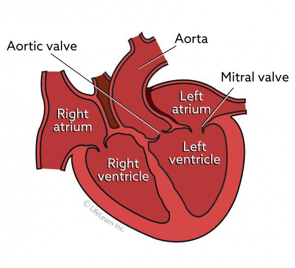 anatomy and physiology of a cat's heart