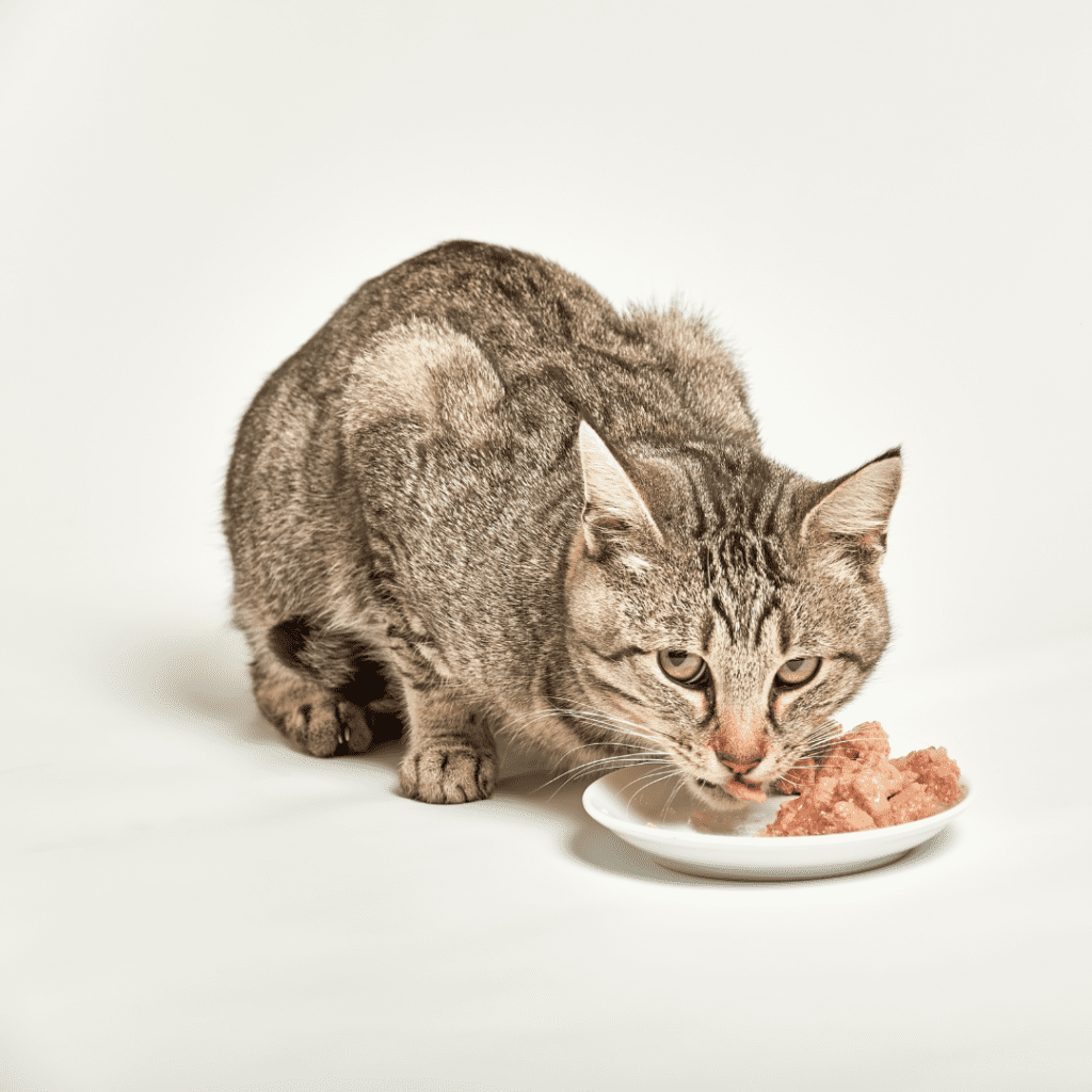 How to choose a good cat food