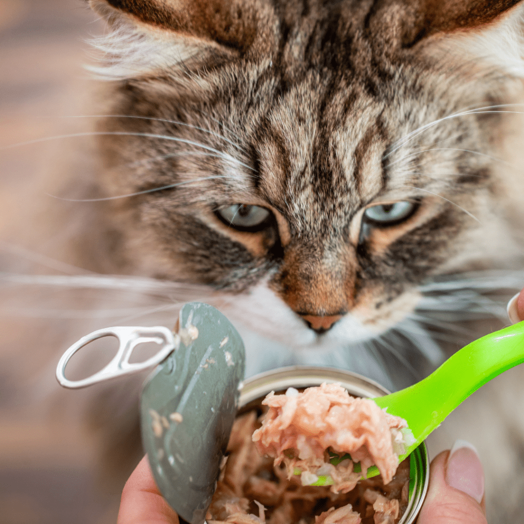 worst cat food
