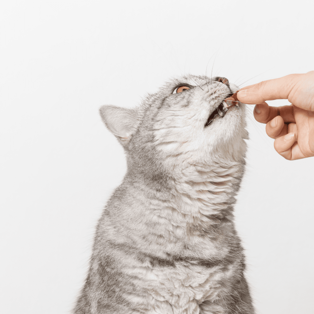 Alternatives to Slim Jims for Cats