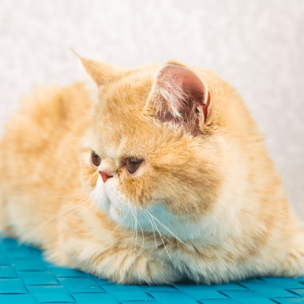The Loaf
