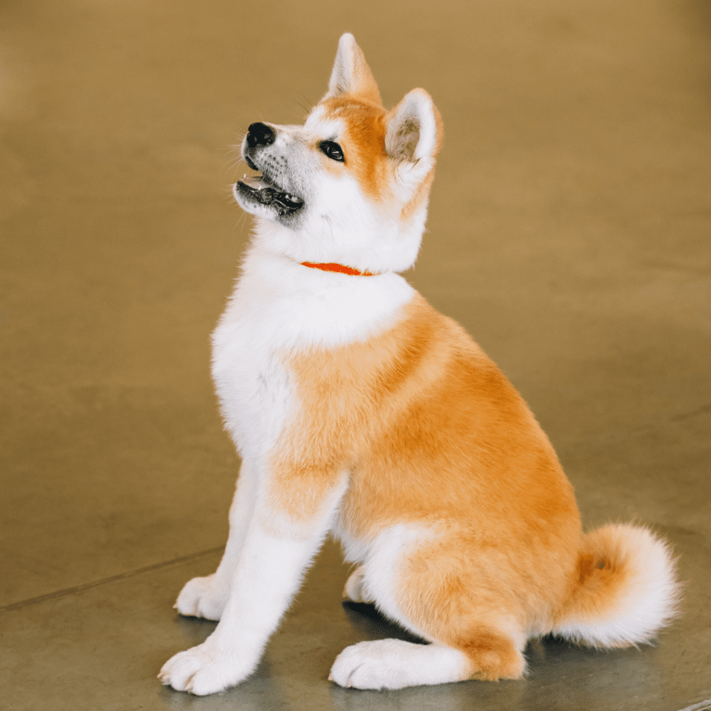 Akita