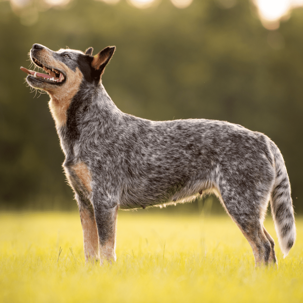 Australian Cattle Dog