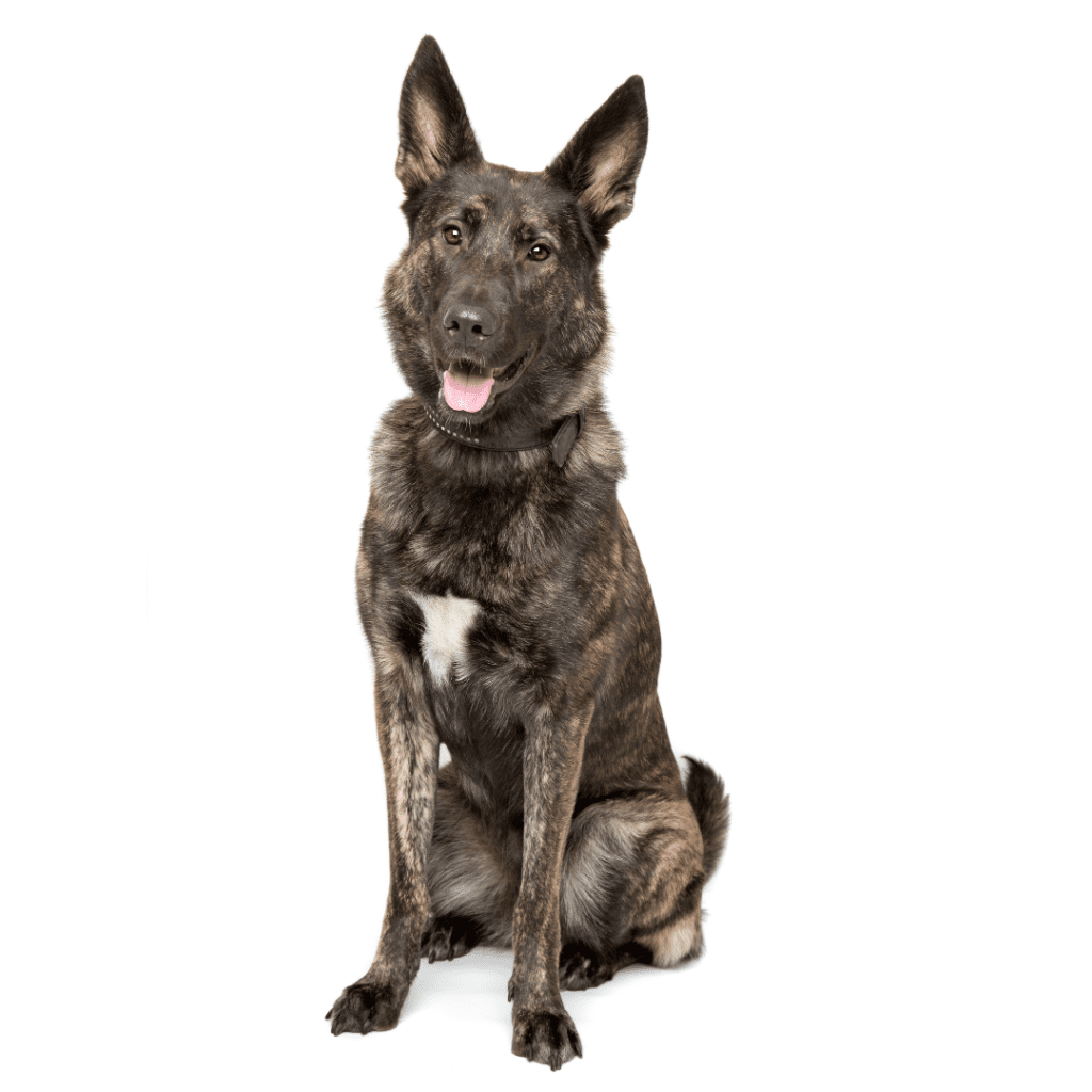 Belgian Malinois