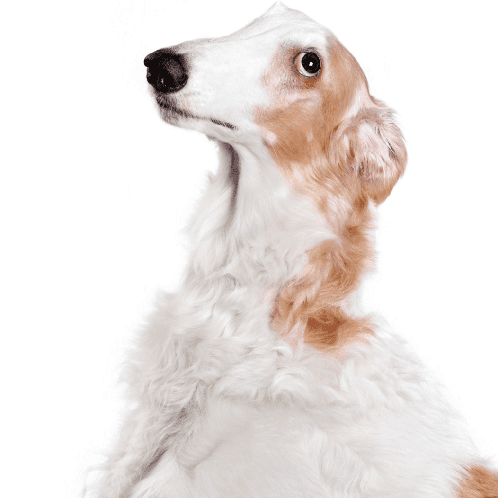 Borzoi