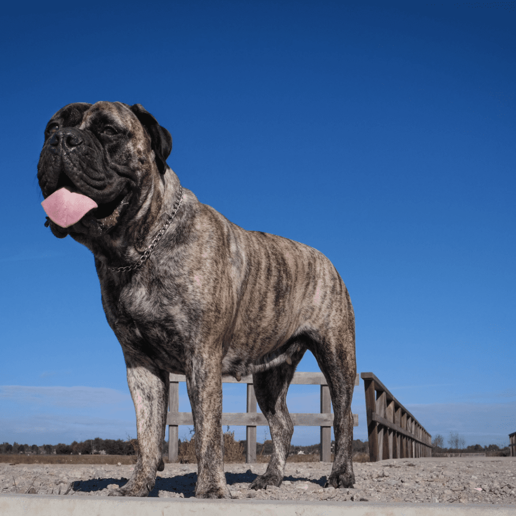 Bullmastiff