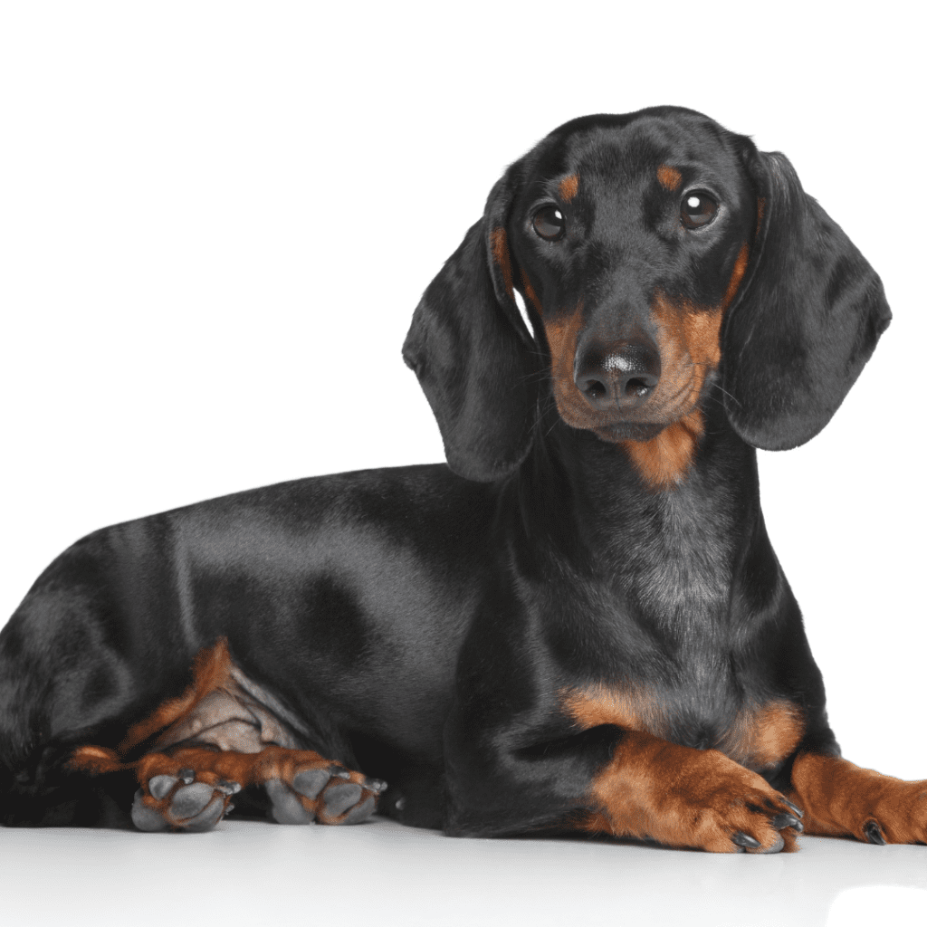 Dachshund