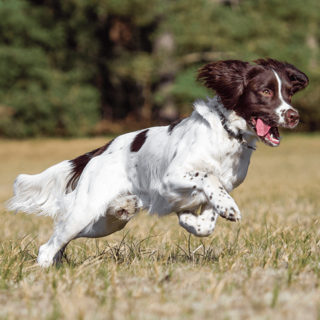 English Springer Spaniel