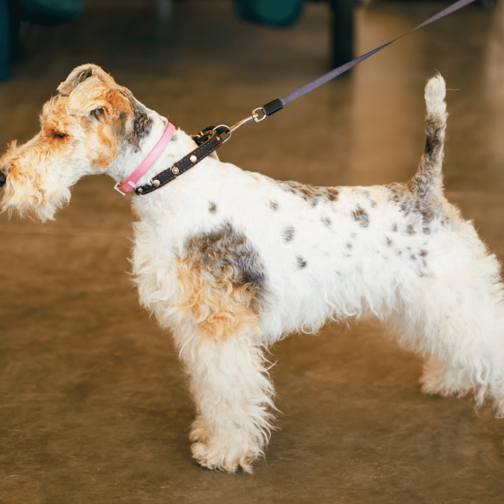 Fox Terrier