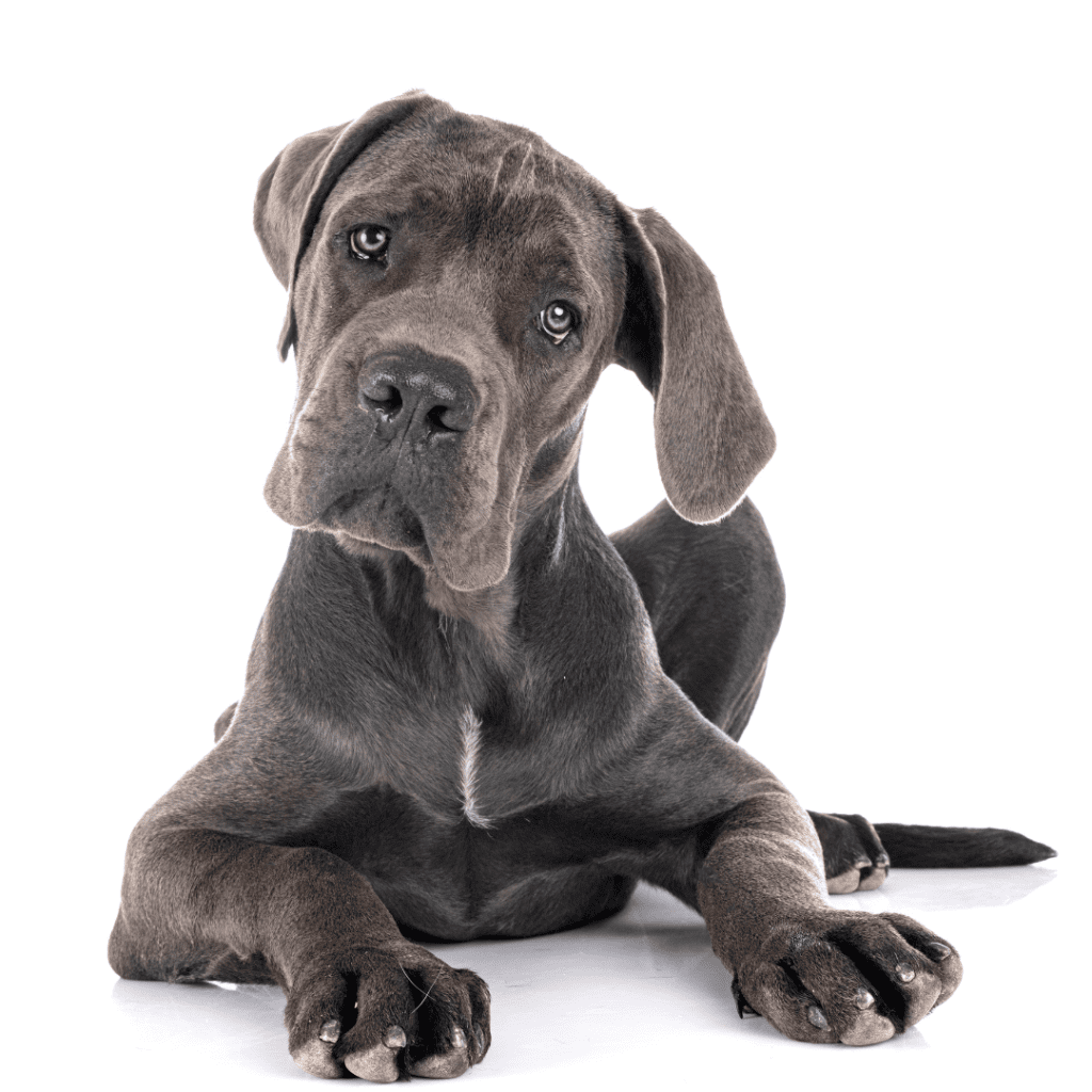 Great Dane