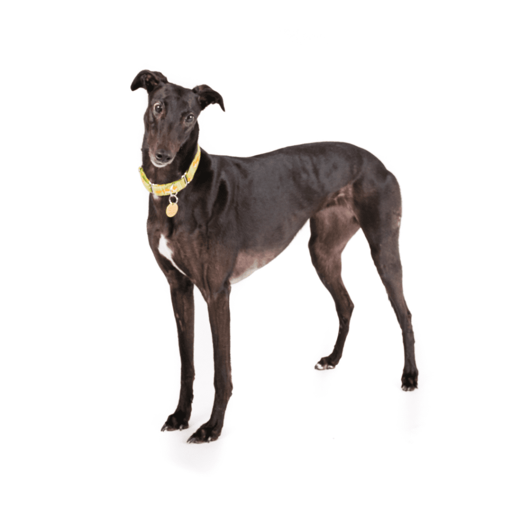 Greyhound