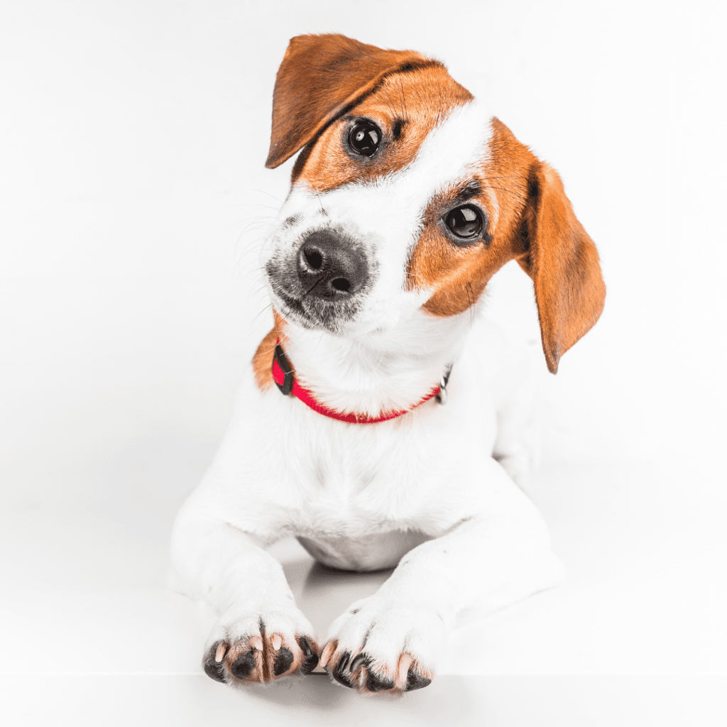 Jack Russell Terrier