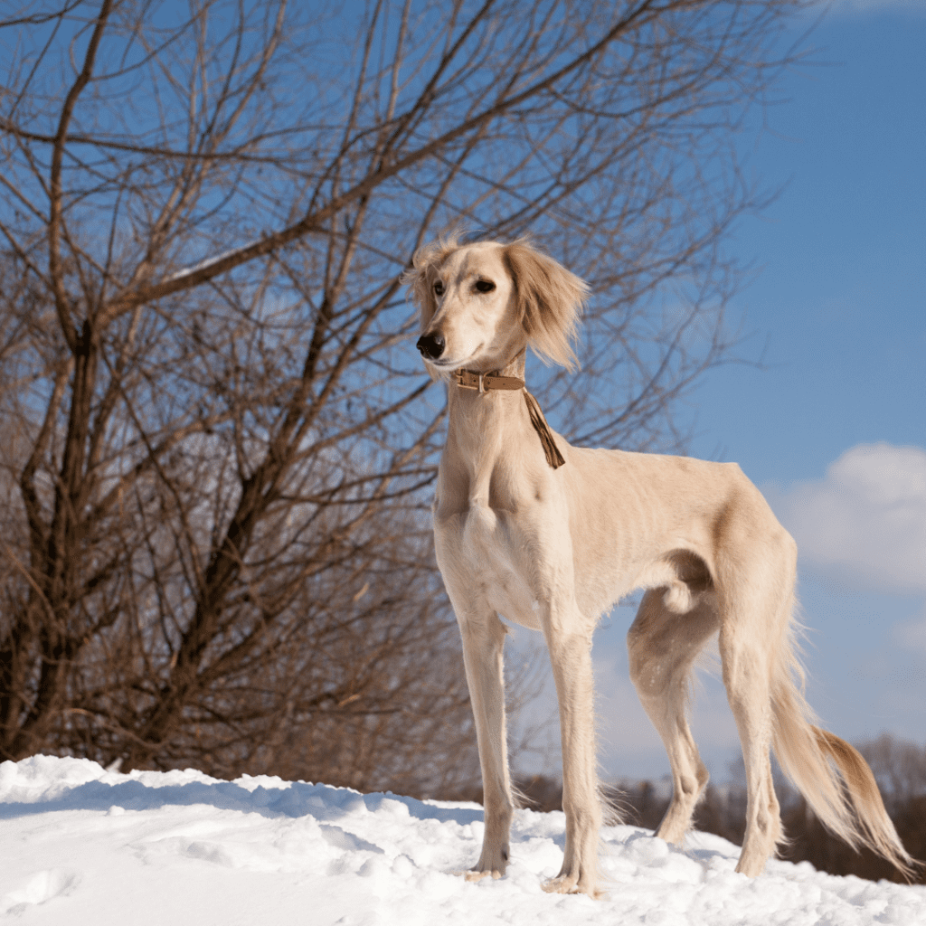 Saluki