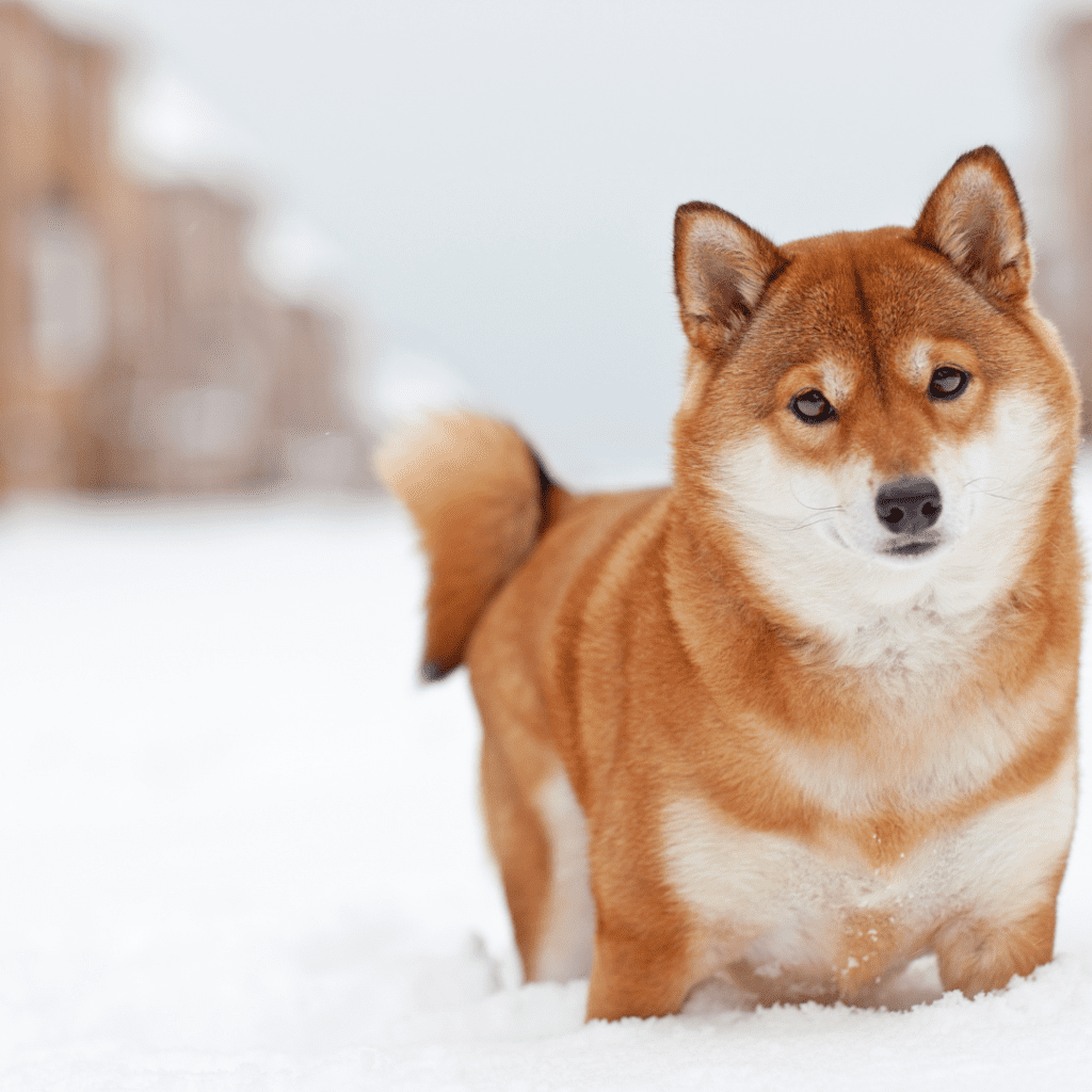 Shiba Inu