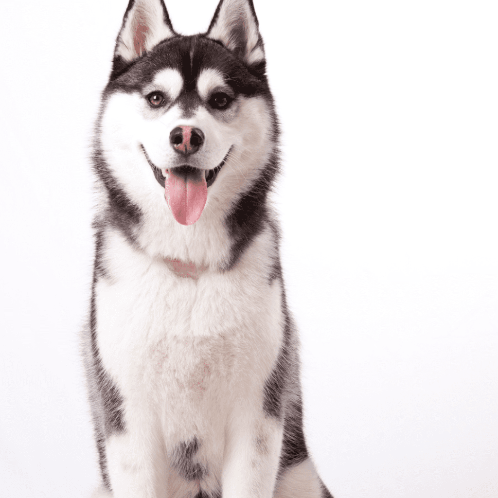 Siberian Husky
