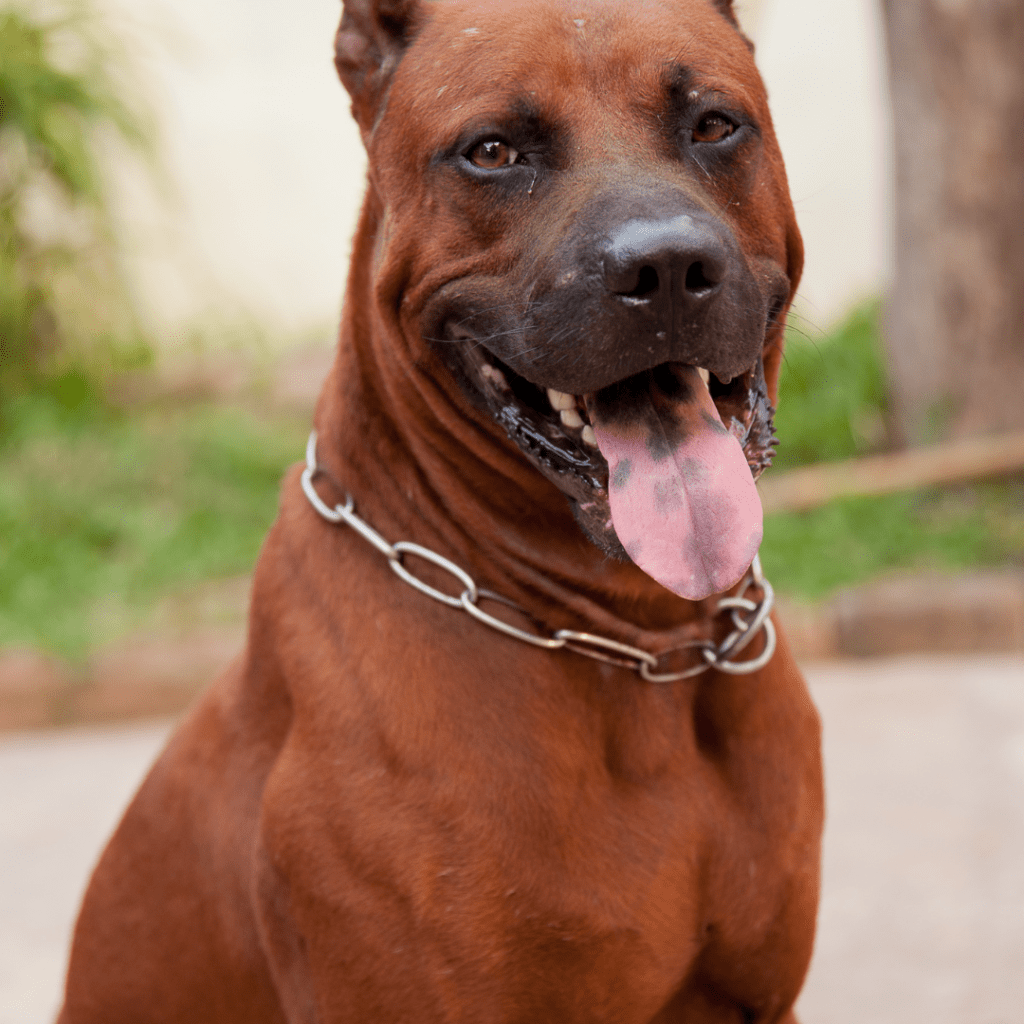 Thai Ridgeback