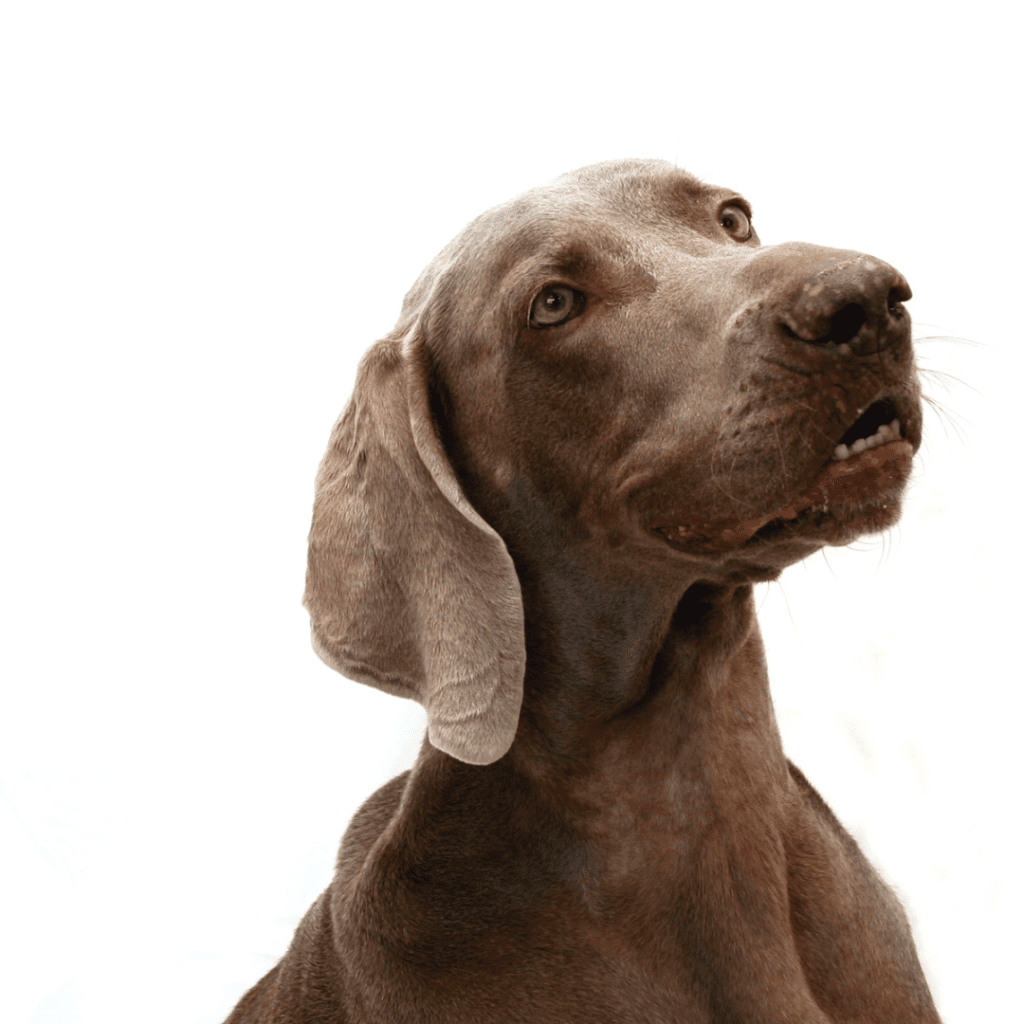 Weimaraner