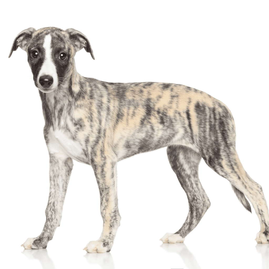 Whippet