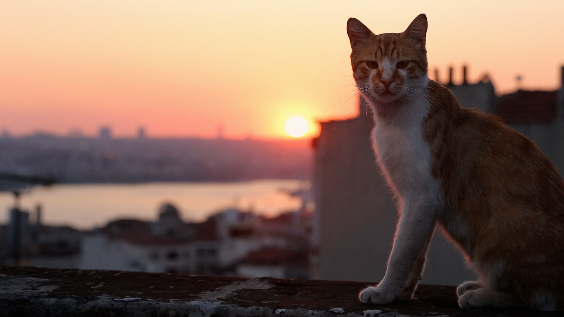 10-Kamil-in-KEDI.jpg