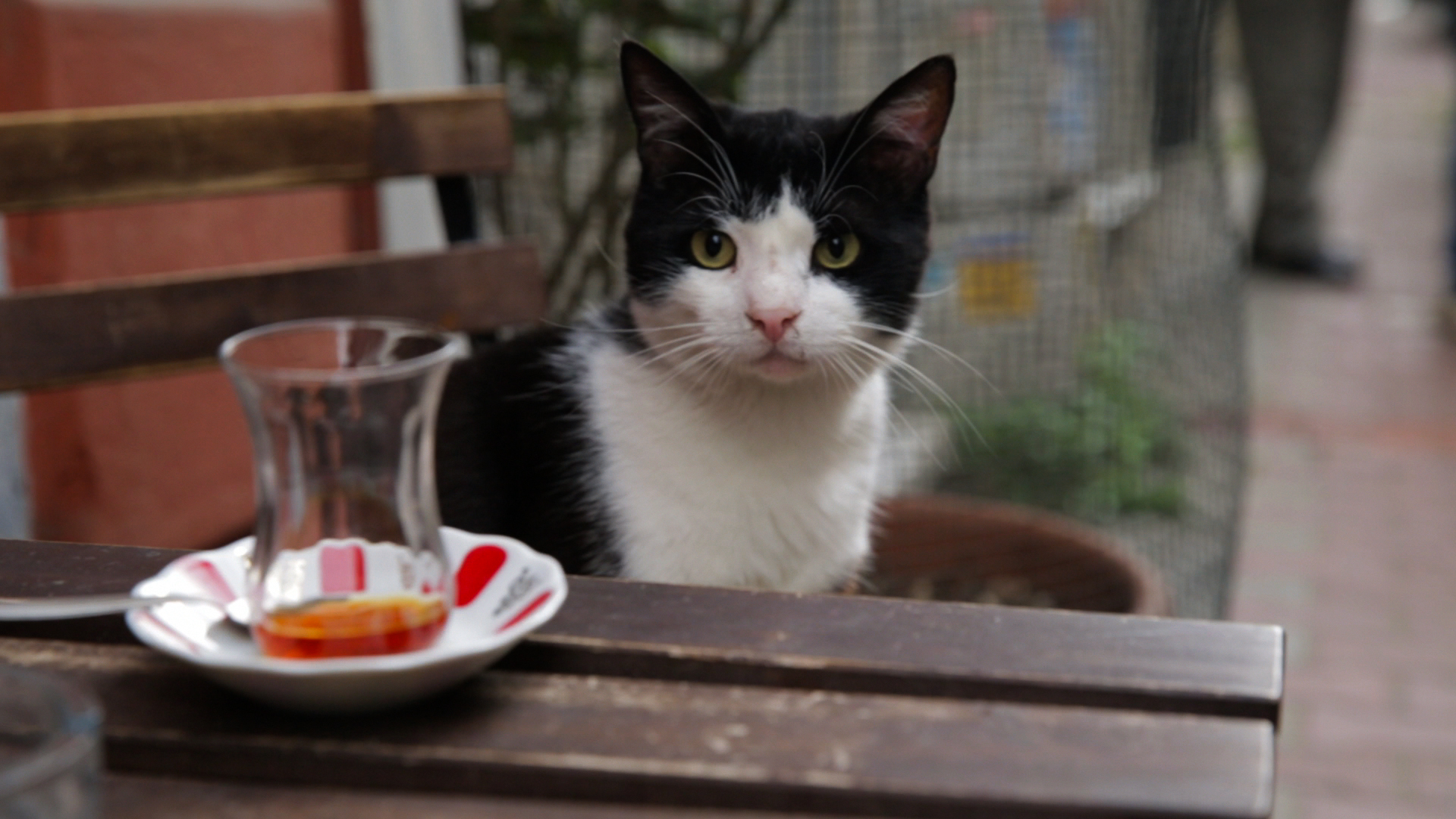 Gamsiz
