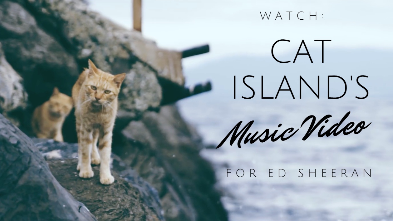 The Cats Of Japan's "Cat Island" Are Apparently Huge Ed Sheeran Fans