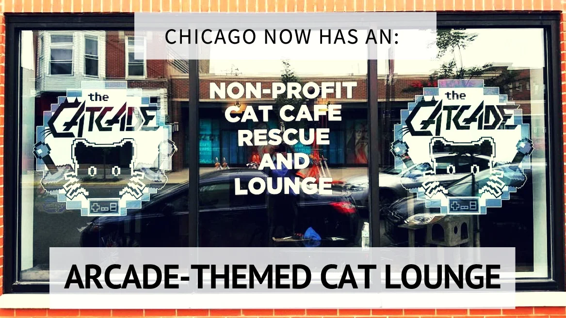 Chicago's First Arcade-Themed Cat Cafe Opened This Weekend