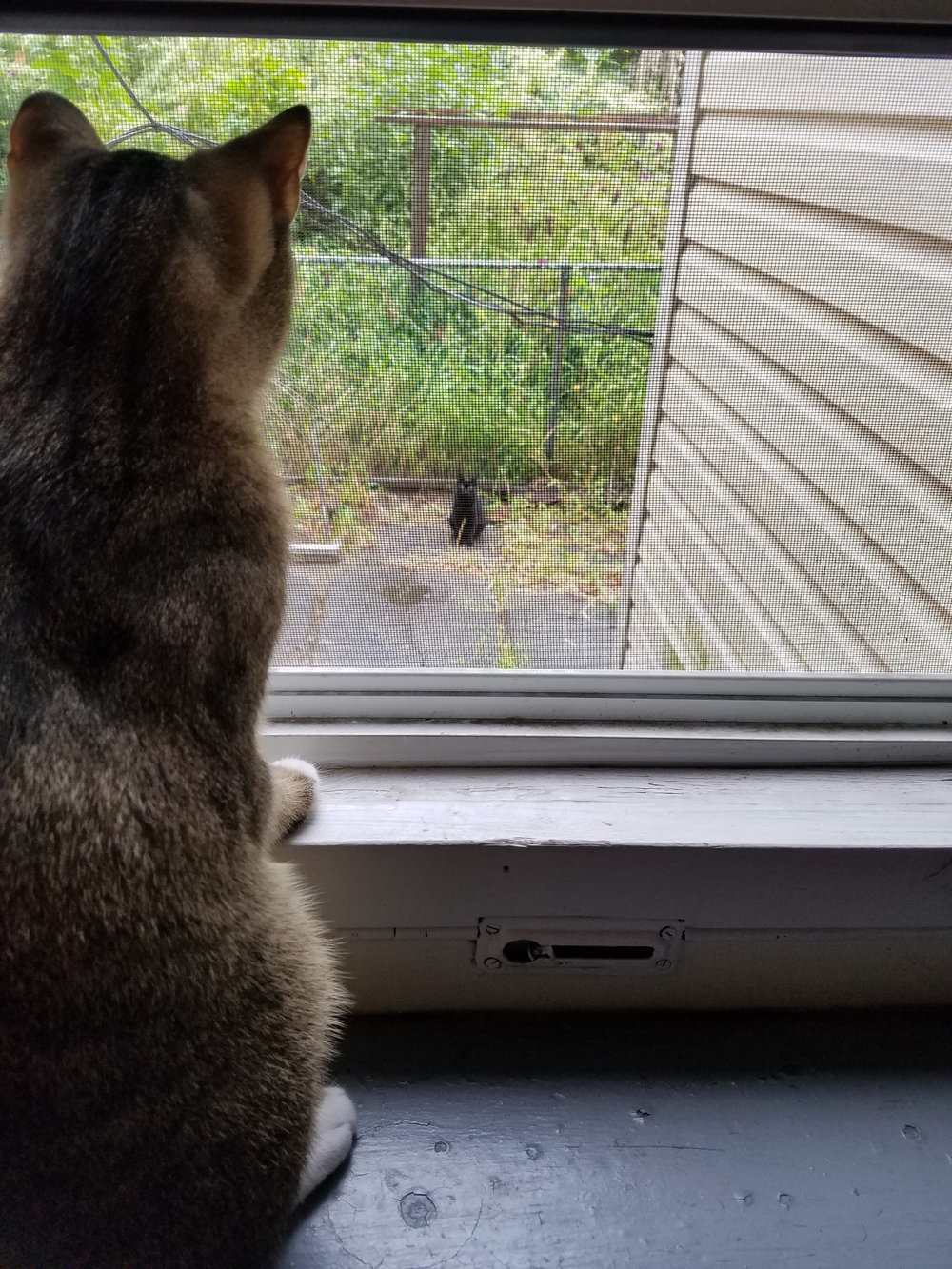 Hi neighbor?